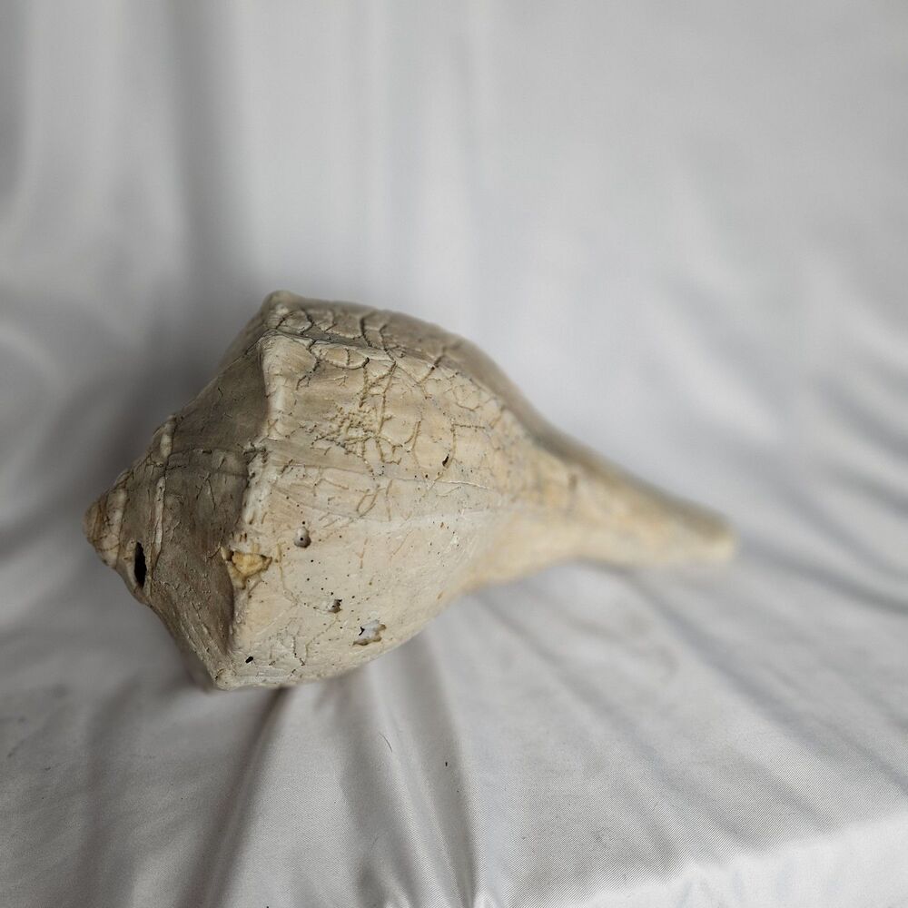 Lightening Whelk 8" Natural Seashell‎ Decor